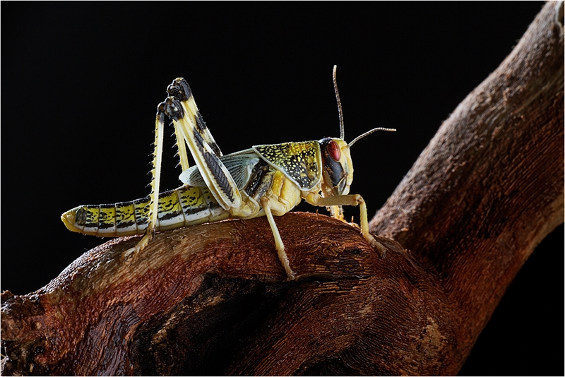 333 - LOCUST - EDWARDS ALAN - united kingdom.jpg